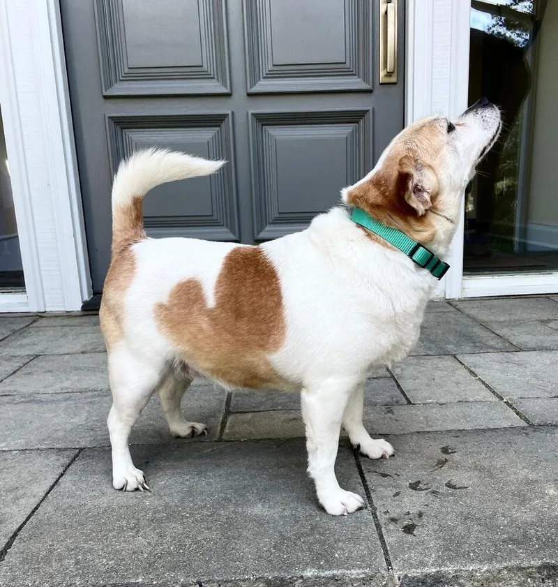 An adult small-sized female Tricolor (Brown, Black, & White) Chihuahua dog named Pumpkin for adoption in Breinigsville, PA