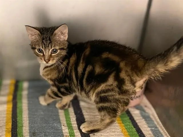 A baby small-sized male Domestic Short Hair cat named Skeeter for adoption in Fort Wayne, IN