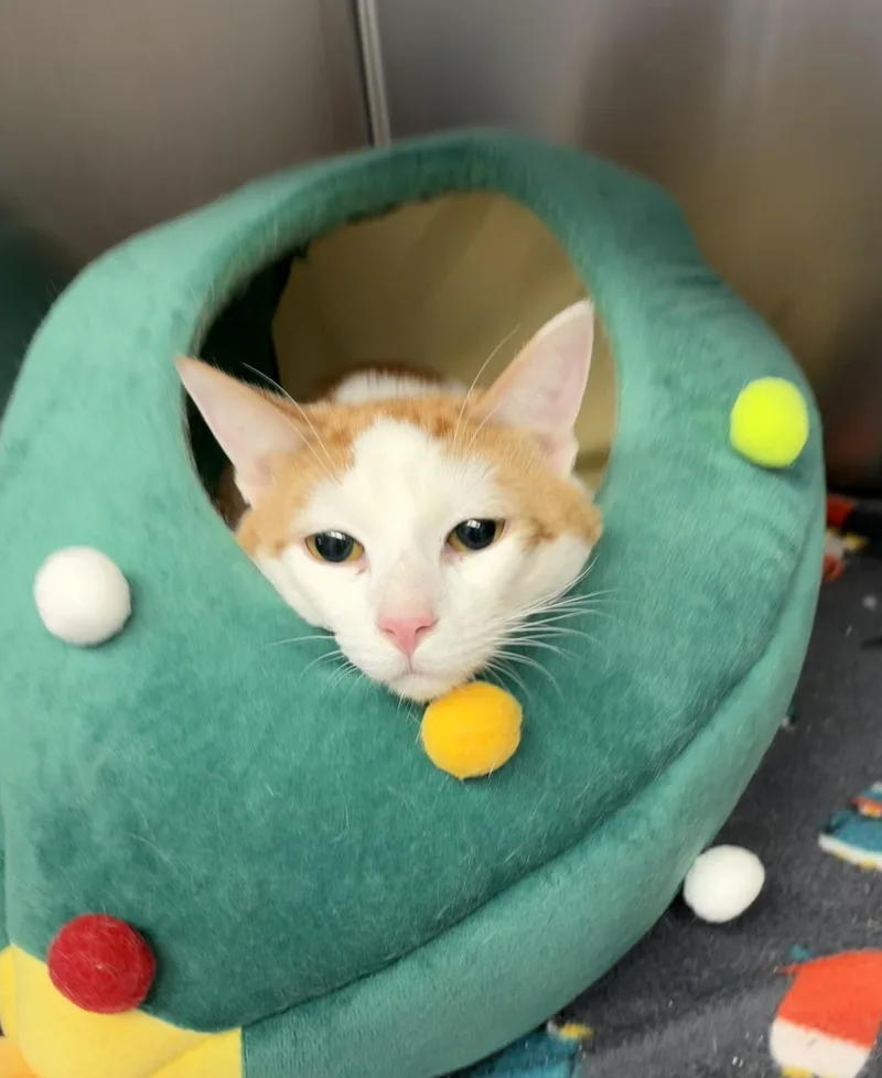 A young medium-sized male Orange & White American Shorthair cat named Halo for adoption in Scituate, MA
