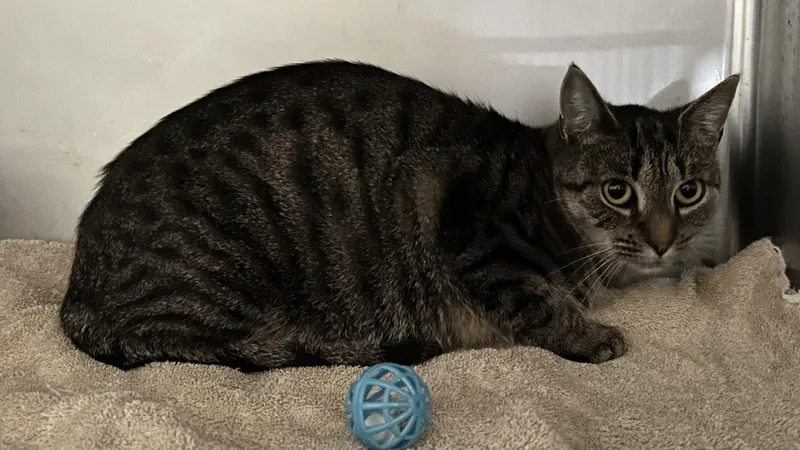 An adult medium-sized female Domestic Short Hair cat named Mystie for adoption in Trenton, NJ