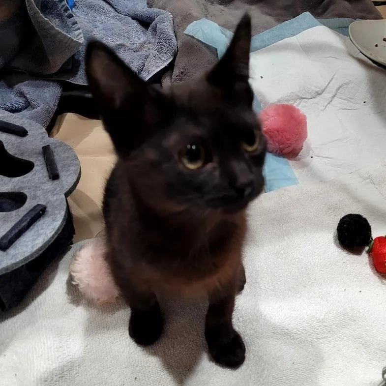 A baby small-sized male Black Domestic Short Hair cat named Quest for adoption in Skokie, IL