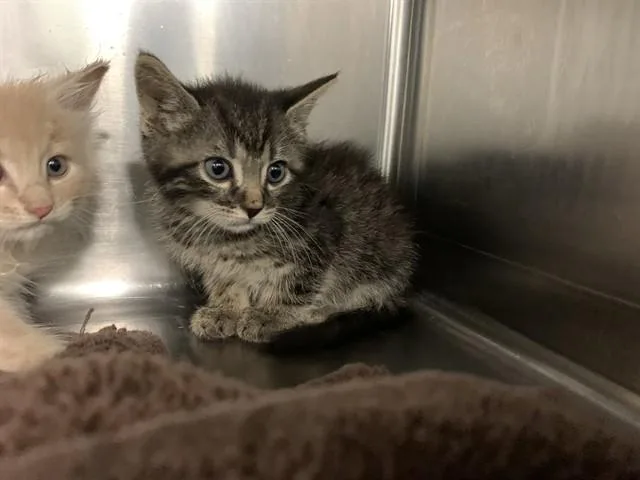 A baby small-sized male Domestic Short Hair cat named Bex for adoption in Grand Prairie, TX