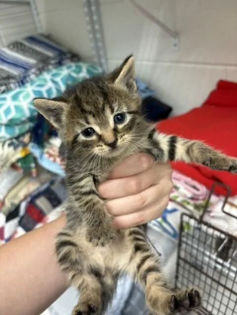 A young medium-sized female Domestic Short Hair cat named Thing for adoption in Providence Forge, VA