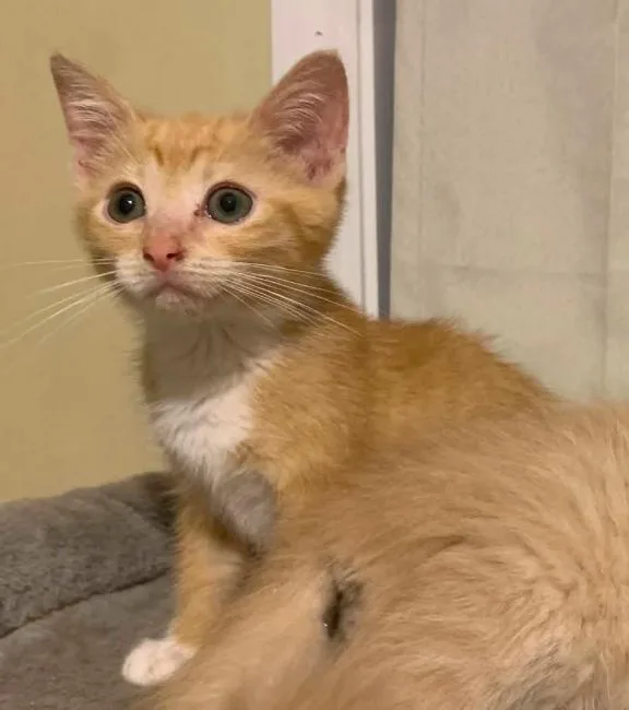 A baby medium-sized female Orange & White Domestic Short Hair cat named Pippa for adoption in Battle Creek, MI