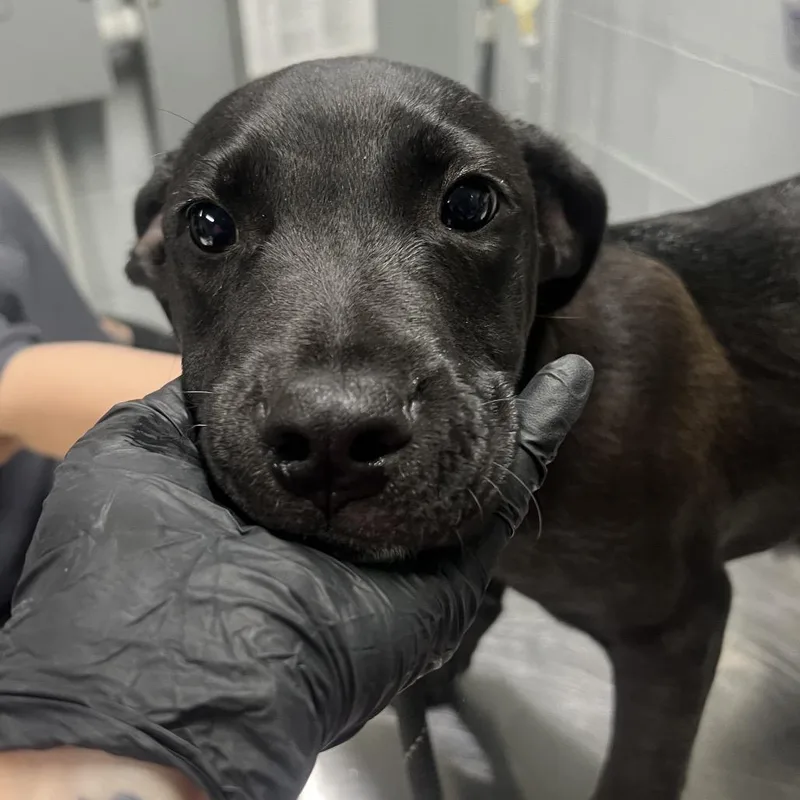 A baby medium-sized male Black Mixed Breed dog named Raisin for adoption in Summerville, SC
