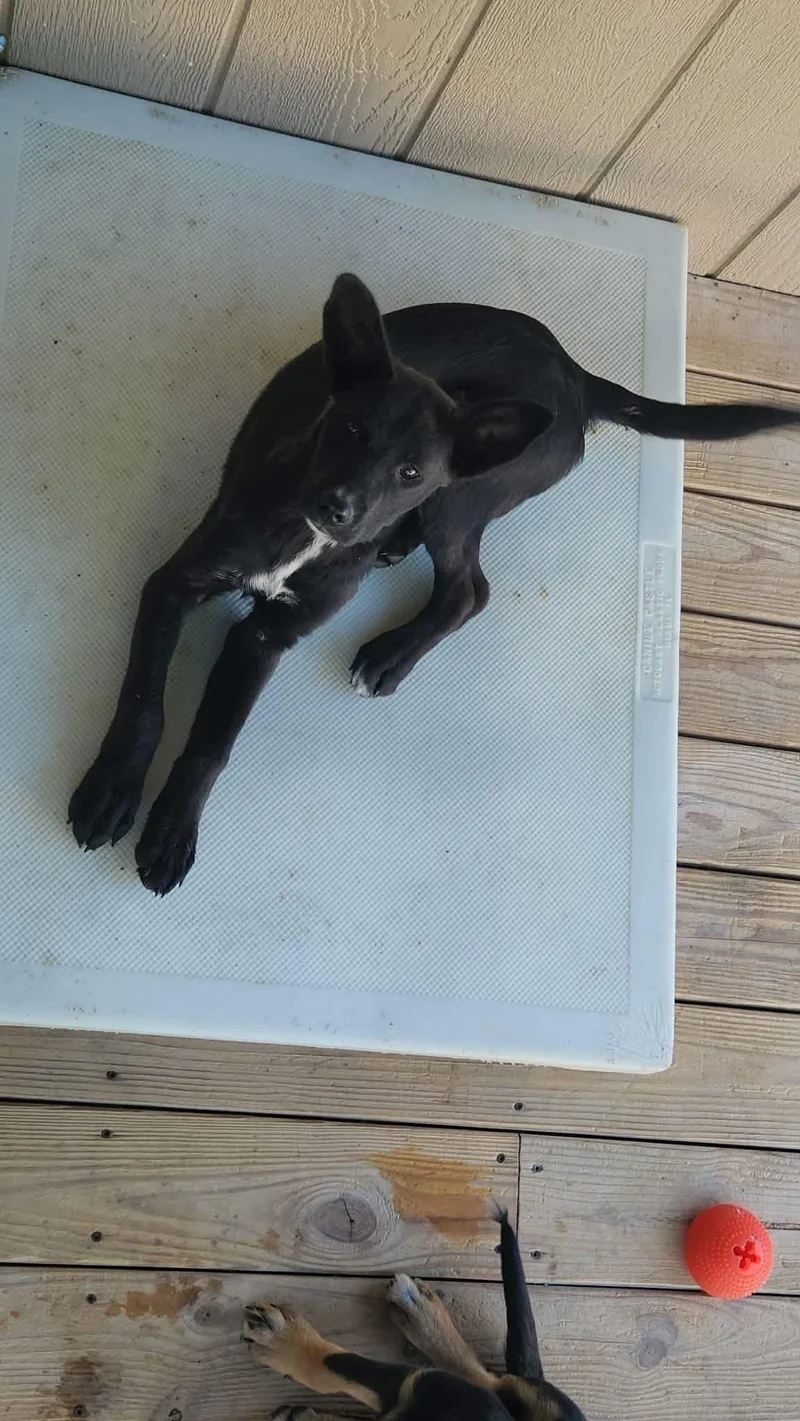 A baby medium-sized male Black Labrador Retriever dog named Coca Cola for adoption in Woodbury, NJ
