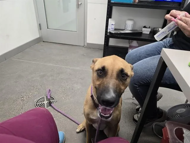 A young large-sized male German Shepherd Dog dog named Sapphire for adoption in Mesa, AZ