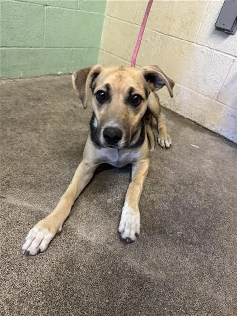 A young medium-sized female German Shepherd Dog dog named Lewisia for adoption in Sacramento, CA