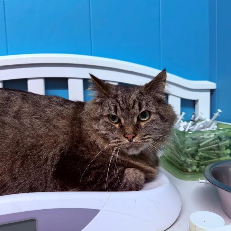 An adult large-sized male Maine Coon cat named Chuck for adoption in Utica, MI