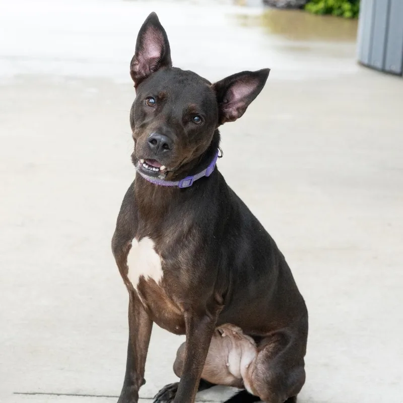 An adult medium-sized male Mixed Breed dog named Coogie for adoption in Cape Girardeau, MO