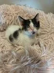A baby medium-sized female Calico cat named Michi for adoption in Buford, GA