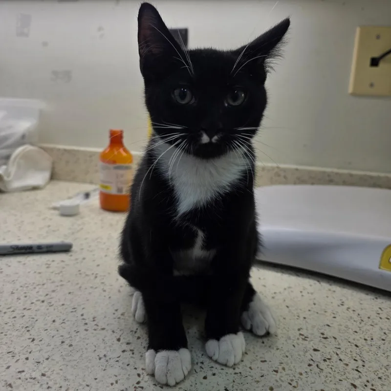 A baby small-sized male Domestic Short Hair cat named Stu for adoption in Auburn, AL