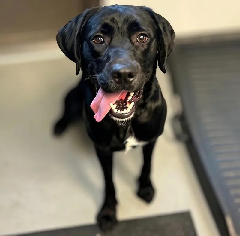 A young medium-sized male Mixed Breed dog named Toby for adoption in Barron, WI