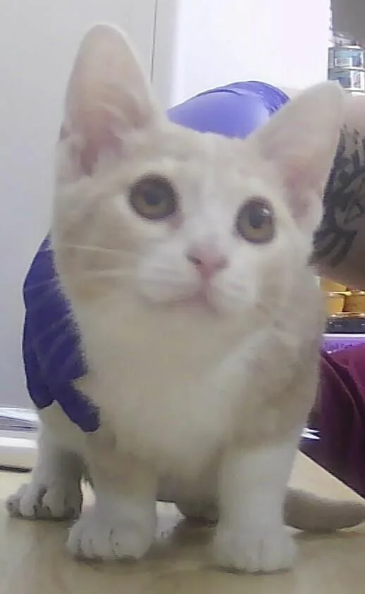 A baby small-sized male Domestic Short Hair cat named Torque for adoption in Anoka, MN