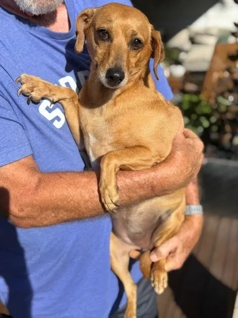 An adult small-sized female Brown / Chocolate Dachshund dog named Sandi for adoption in Douglasville, GA