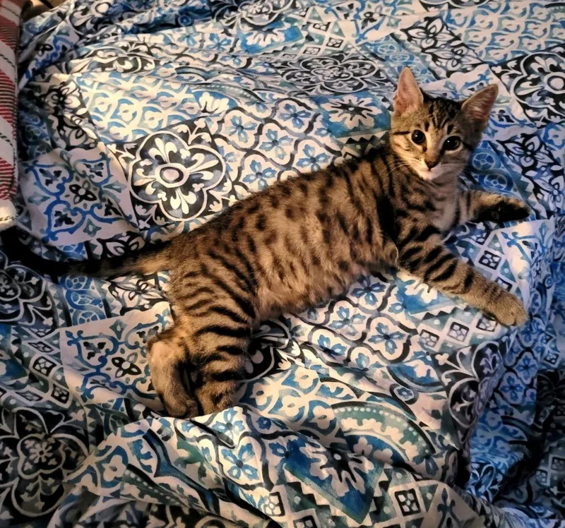 A baby small-sized male Domestic Short Hair cat named Ghostface for adoption in Lewisville, TX
