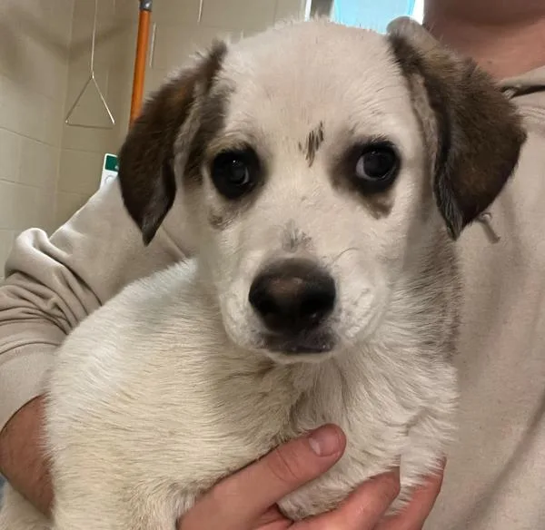 A baby medium-sized male Australian Cattle Dog / Blue Heeler dog named Ricky for adoption in Golden, CO