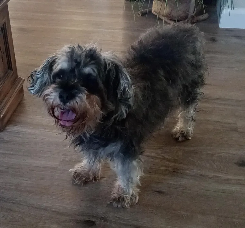 Gracie