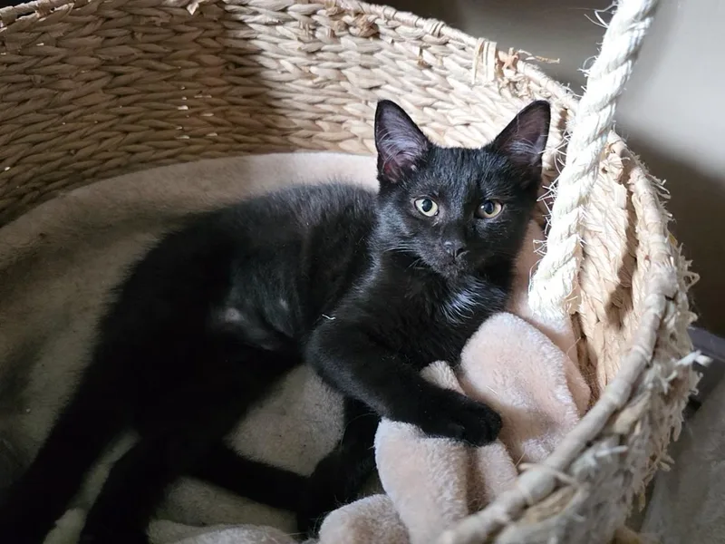 A baby medium-sized female Black Domestic Short Hair cat named Kimchi for adoption in Roanoke, VA