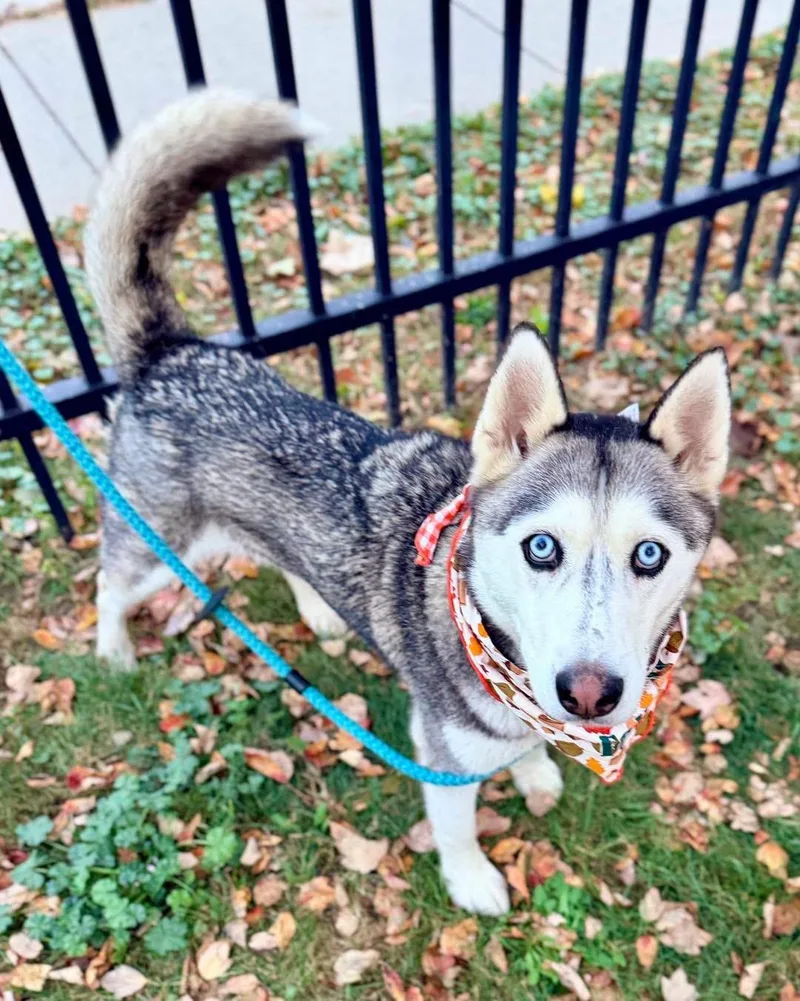 A young medium-sized male Husky dog named Duke for adoption in Buffalo, NY