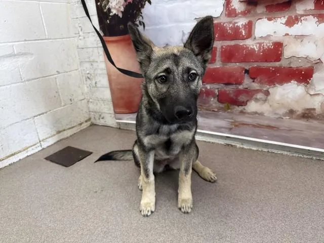 A baby small-sized female German Shepherd Dog dog named Bijou for adoption in San Bernardino, CA