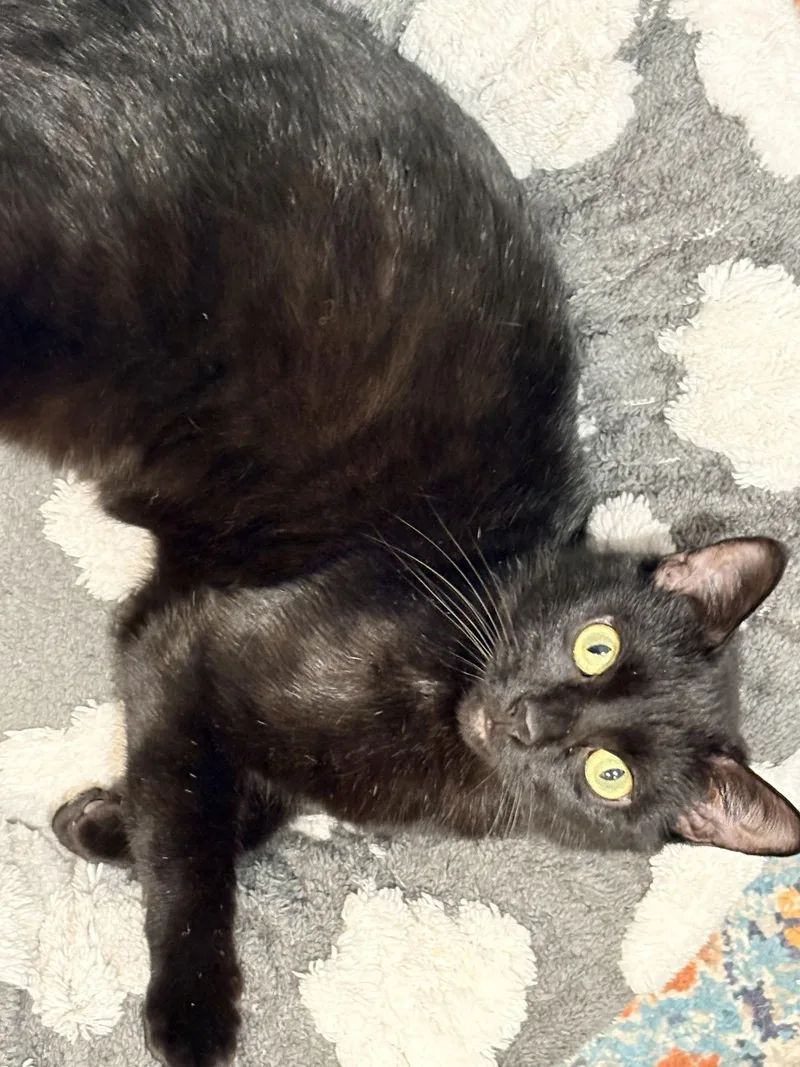 Leandria thumbnail 2