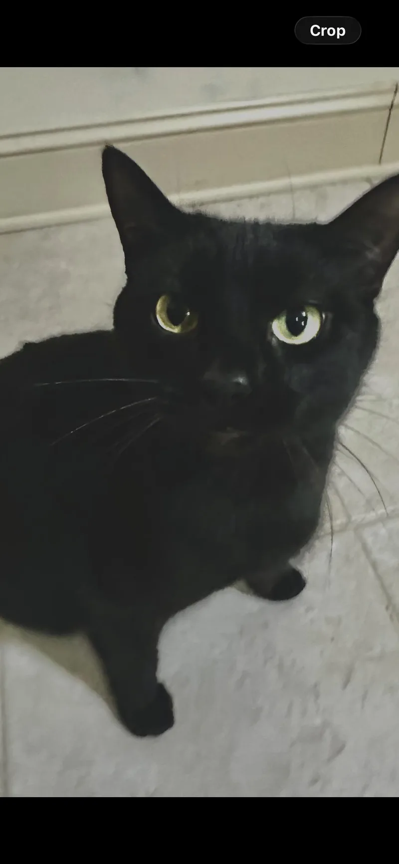 Leandria thumbnail 3