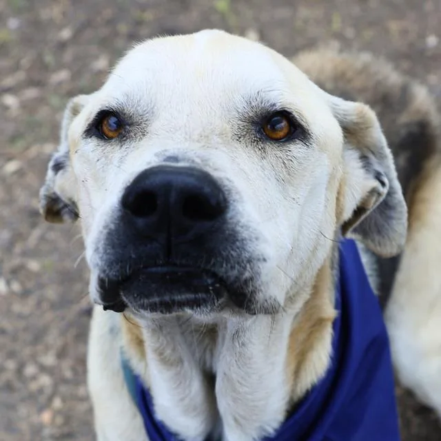 An adult large-sized male Mastiff dog named Kane for adoption in San Antonio, TX