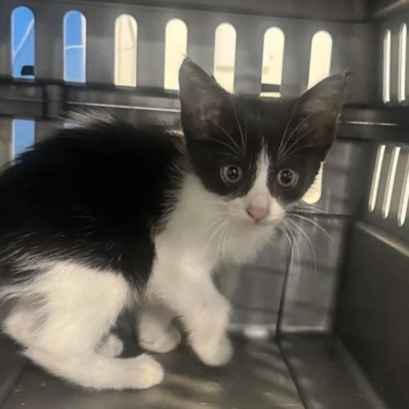 A baby small-sized female Black Domestic Short Hair cat named Puffin for adoption in Saint Louis, MO