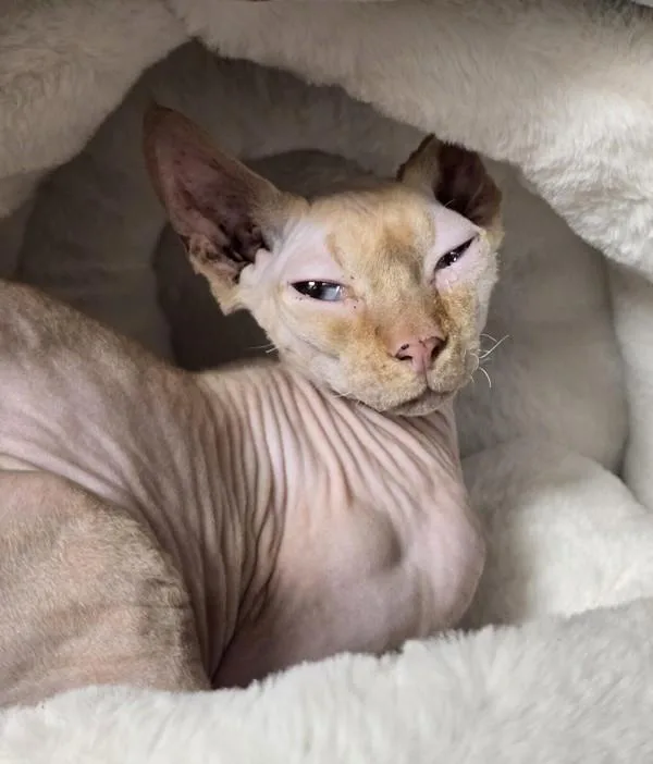 An adult medium-sized male Sphynx / Hairless Cat cat named Primo for adoption in Vancouver, WA