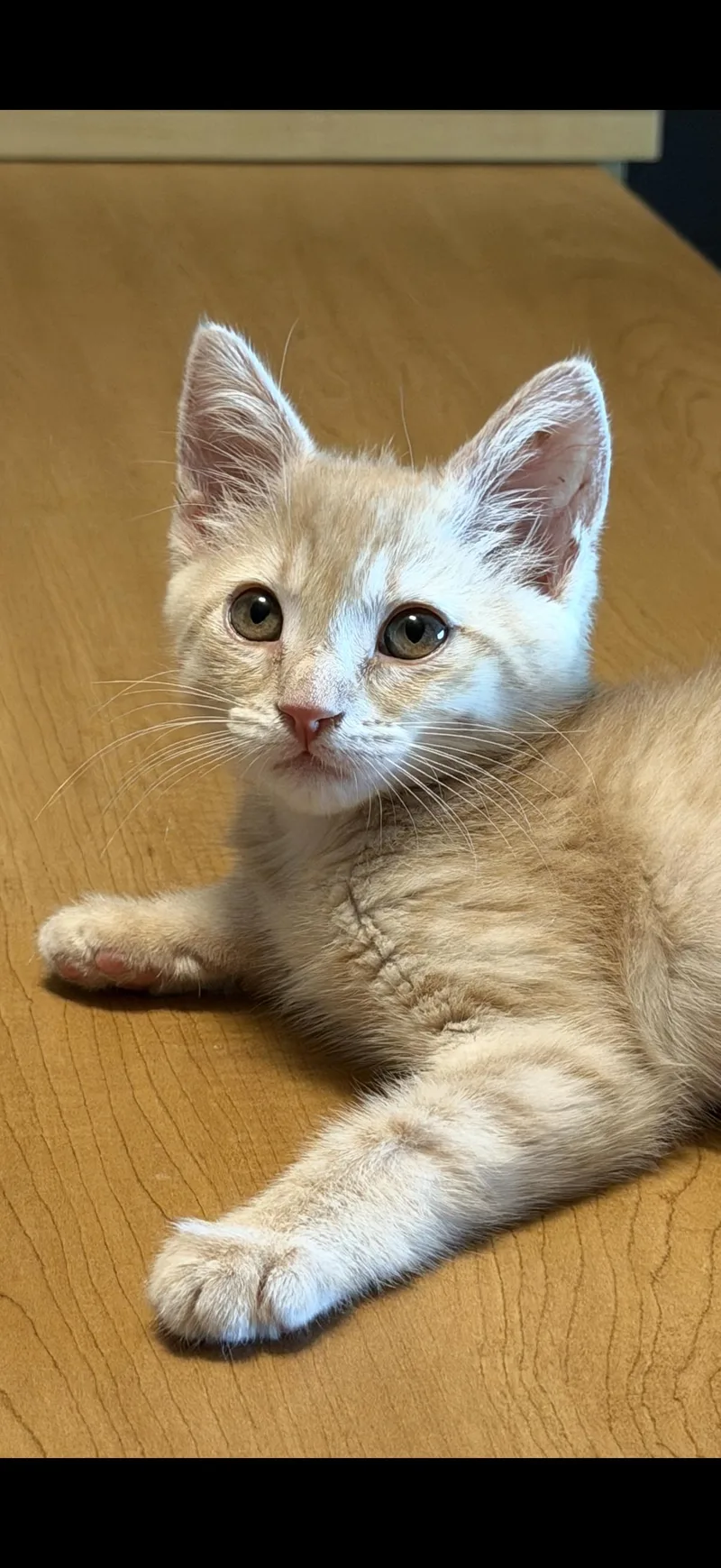 A baby medium-sized female Buff / Tan / Fawn Domestic Short Hair cat named Twinkie for adoption in Fresno, CA