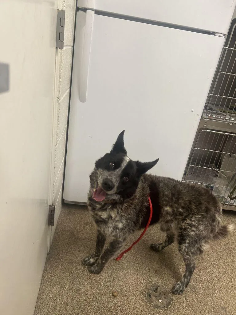 An adult medium-sized male Australian Shepherd dog named Quest for adoption in Fruit Heights, UT