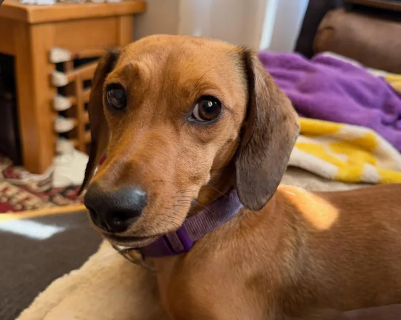 A young small-sized male Dachshund dog named Pete for adoption in Sioux Falls, SD