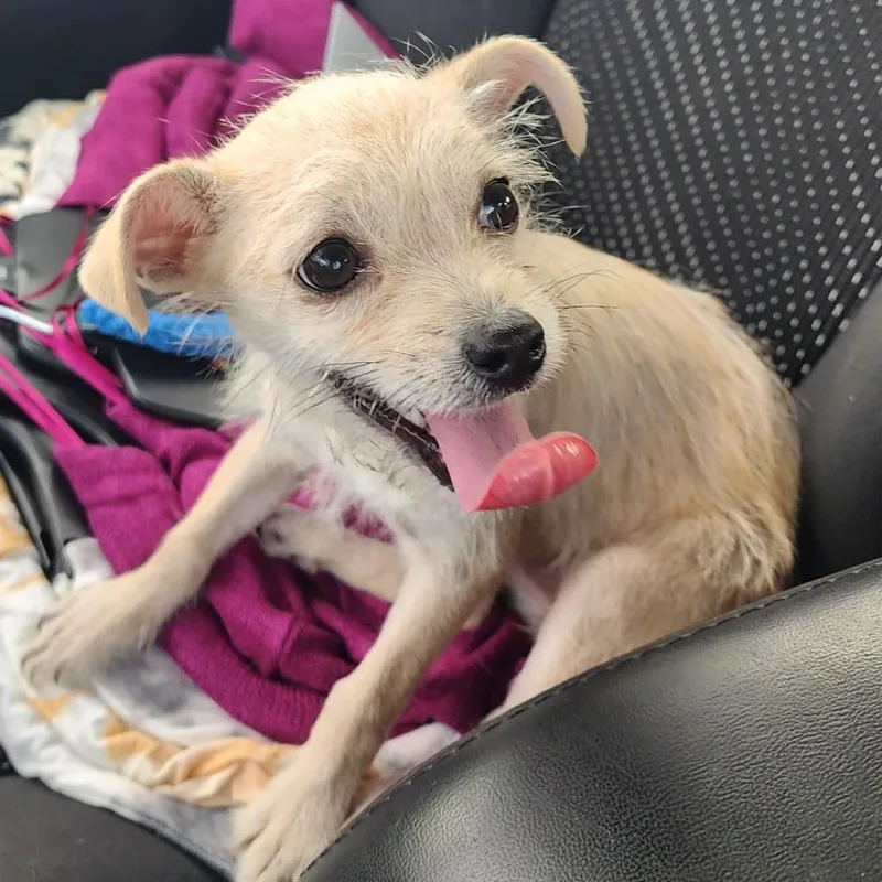 A baby small-sized female Chihuahua dog named Maggie for adoption in Mesa, AZ