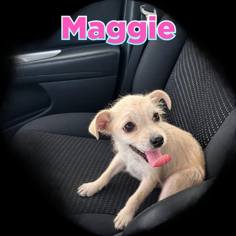 Maggie thumbnail 2