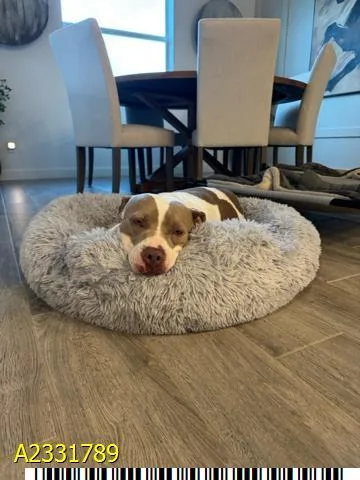 An adult large-sized female Mixed Breed dog named Lainey for adoption in West Palm Beach, FL
