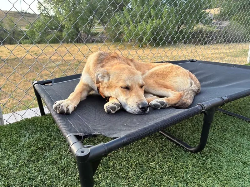 A baby medium-sized male Cattle Dog dog named Bjorn for adoption in Fort Lupton, CO