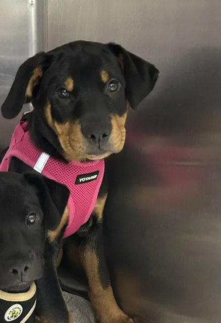 A young medium-sized male Rottweiler dog named Stewie  weeks male for adoption in Sterling, MA