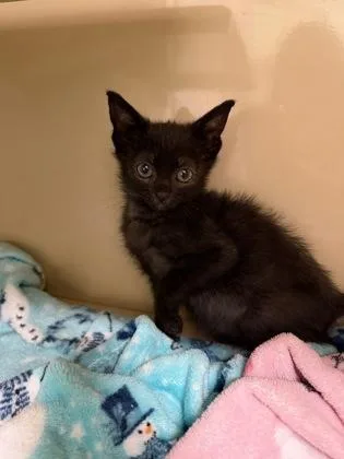 A baby small-sized female Domestic Short Hair cat named Veruca for adoption in Daphne, AL
