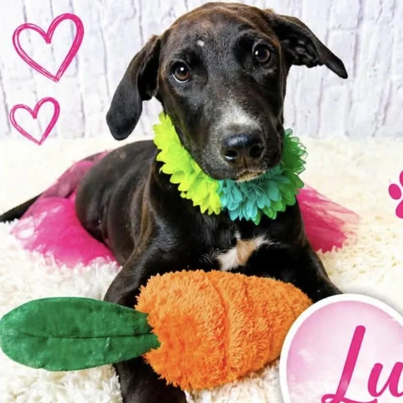 Lucy thumbnail 3