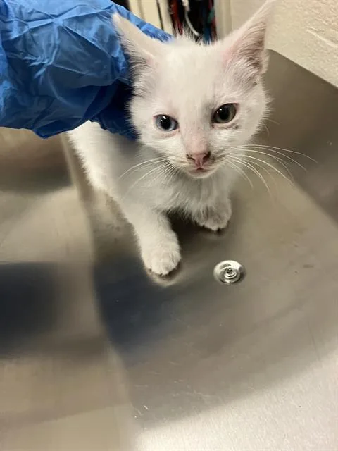 A baby small-sized male Domestic Short Hair cat named Beau for adoption in Long Beach, CA