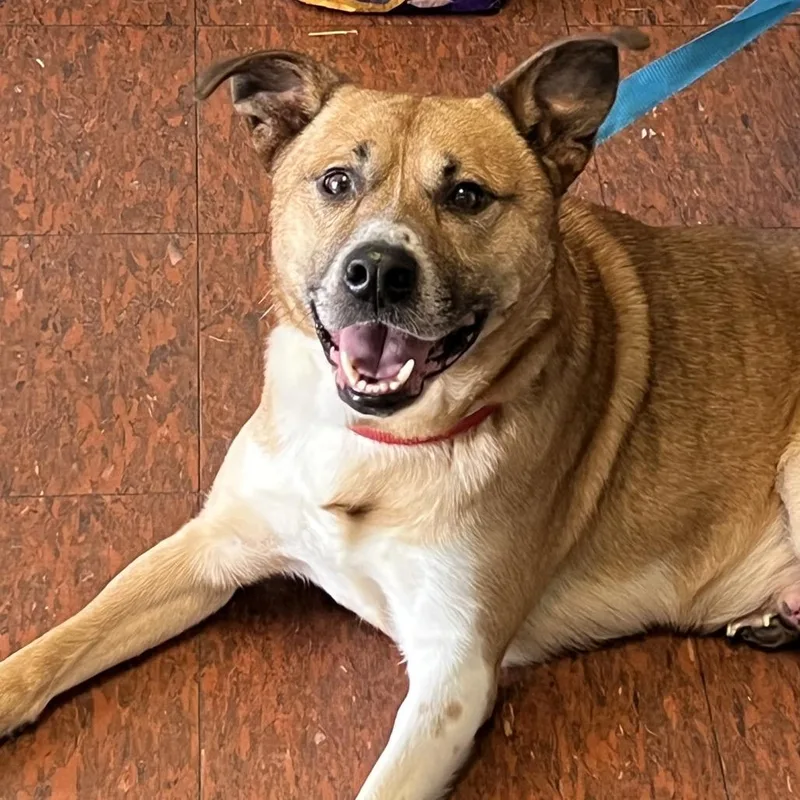 An adult medium-sized male Yellow / Tan / Blond / Fawn German Shepherd Dog dog named Knight for adoption in East Saint Louis, IL