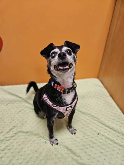 A senior small-sized male Chihuahua dog named Jackson for adoption in Bellingham, WA