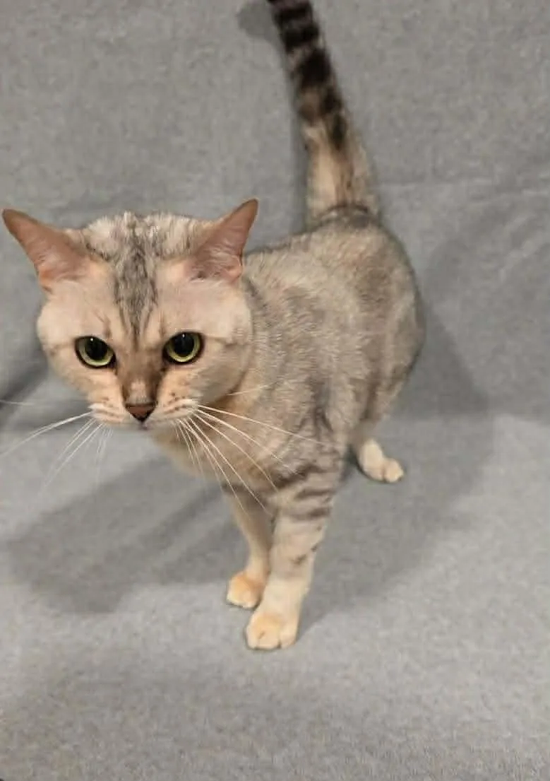 An adult medium-sized female Bengal cat named Queen Sophia for adoption in Lake Saint Louis, MO