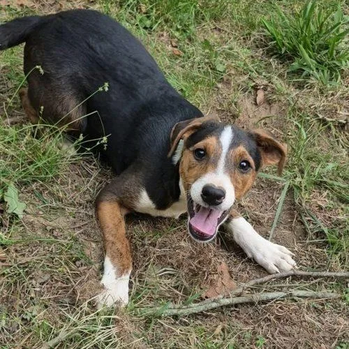 A young small-sized male Yellow / Tan / Blond / Fawn Australian Cattle Dog / Blue Heeler dog named Cosmic for adoption in Leesburg, AL