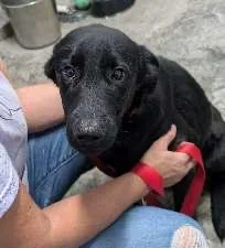 A baby medium-sized male Black Labrador Retriever dog named Ike for adoption in Scottsburg, IN