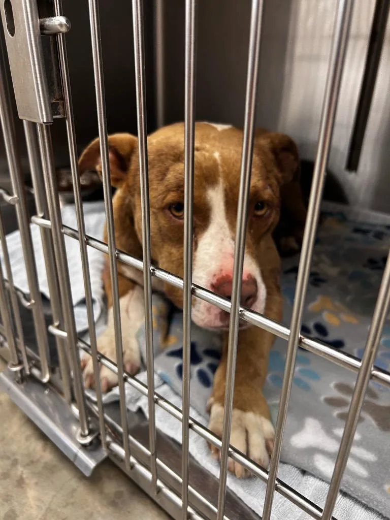 A young medium-sized male Pit Bull Terrier dog named Toadie for adoption in Gautier, MS
