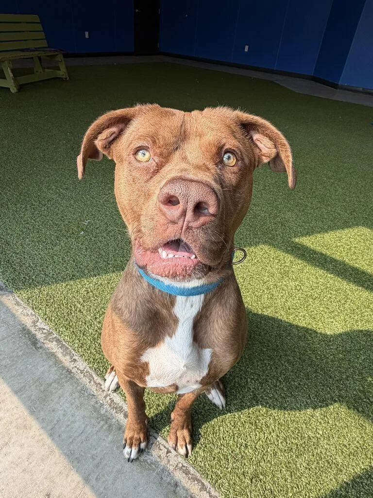 A young medium-sized female Mixed Breed dog named Zoey for adoption in Minot, ND