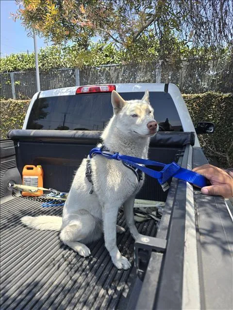 An adult large-sized male Siberian Husky dog named Blue for adoption in Los Angeles, CA