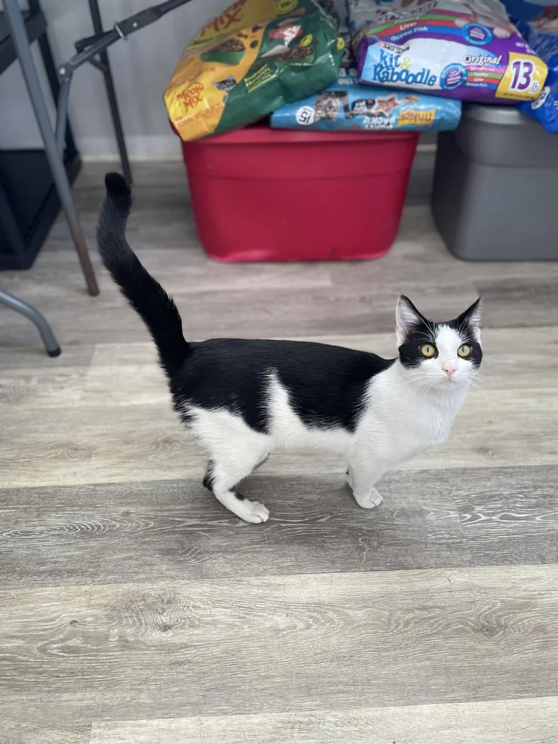 A young large-sized male Domestic Short Hair cat named West Darin for adoption in Trenton, NJ